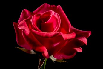 Rose rouge on ProxiVor 
