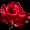 Rose rouge on Mon Primeur de Proximité