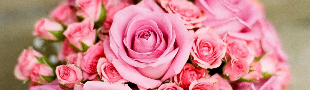 Rose rose on ProxiVor 